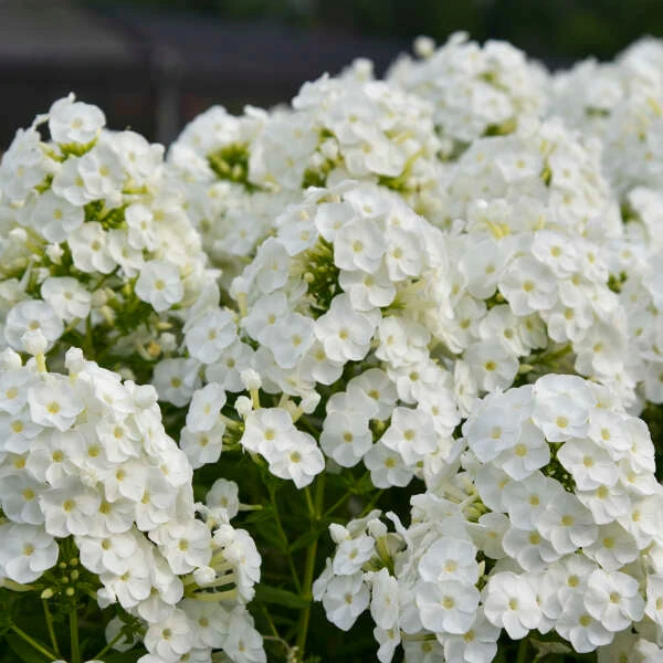 Luminary™ 'Backlight' Tall Garden Phlox 4 Luminary™ 'Backlight' Tall Garden Phlox - Image 2