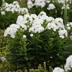 Luminary™ 'Backlight' Tall Garden Phlox 8 Luminary™ 'Backlight' Tall Garden Phlox -Great Garden Plants 518Phloxpaniculata Backlight 3