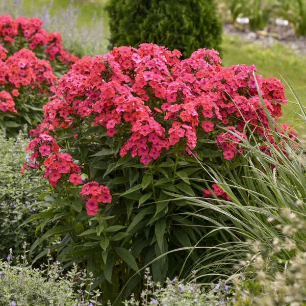 Luminary™ 'Sunset Coral' Tall Garden Phlox 3 Luminary™ 'Sunset Coral' Tall Garden Phlox