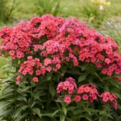 Luminary™ 'Sunset Coral' Tall Garden Phlox 10 Luminary™ 'Sunset Coral' Tall Garden Phlox -Great Garden Plants 519Phloxpaniculata SunsetCoral 4