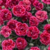 Fruit Punch® 'Black Cherry Frost' Dianthus 1 Fruit Punch® 'Black Cherry Frost' Dianthus -Great Garden Plants 51f5d83b1e835d9b3c4403bdb0338adf