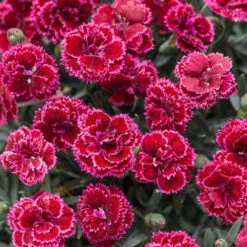 Fruit Punch® 'Black Cherry Frost' Dianthus