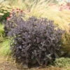 Rock 'N Grow® 'Back In Black' Stonecrop 2 Rock 'N Grow® 'Back In Black' Stonecrop -Great Garden Plants 520Sedum BackinBlack 1