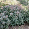 Rock 'N Grow® 'Tiramisu' Stonecrop -Great Garden Plants 523Sedum Tiramisu 1