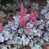 Dolce® 'Silver Gumdrop' Coral Bells -Great Garden Plants 525 1975 popup sw