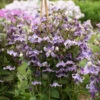 'Stand By Me Lavender' Bush Clematis -Great Garden Plants 526Clematis StandbyMeLavender 1