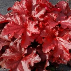 Forever® Red Coral Bells -Great Garden Plants 527 1990 popup sw