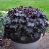 Dressed Up™ 'Evening Gown' Coral Bells -Great Garden Plants 528Heuchera EveningGown 1