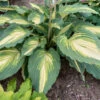 Shadowland® 'Love Story' Hosta 2 Shadowland® 'Love Story' Hosta -Great Garden Plants 52ad05361f3541199a76ec17c9a6bc7f