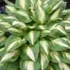 Shadowland® 'Miss America' Hosta -Great Garden Plants 530Hosta MissAmerica 1