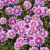 Kaleidoscope™ 'Pink Radiance' Ice Plant -Great Garden Plants 533d6cad7dc6017ac96b6b94daa8e5db
