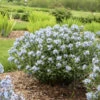 'Starstruck' Bluestar -Great Garden Plants 534Amsonia Starstruck 1