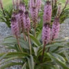 'African Night' Pineapple Lily