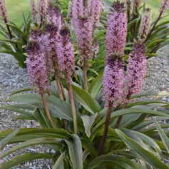 Great Garden Plants 21 'African Night' Pineapple Lily