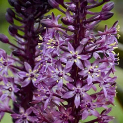 Great Garden Plants -Great Garden Plants 545Eucomis AfricanNight 2
