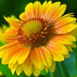 'Arizona Apricot' Blanket Flower 10 'Arizona Apricot' Blanket Flower -Great Garden Plants 545 2071 popup 468b192a 3e32 44e4 8295 93eb20f79efc sw