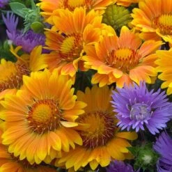'Arizona Apricot' Blanket Flower 9 'Arizona Apricot' Blanket Flower -Great Garden Plants 545 2073 popup e7b57a91 b829 4620 a797 58c0233322da sw