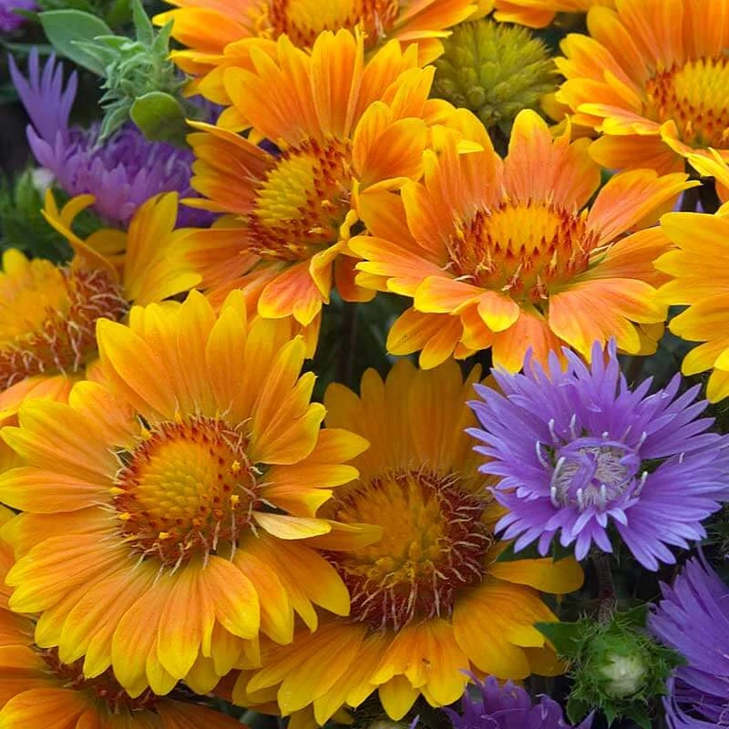'Arizona Apricot' Blanket Flower 5 'Arizona Apricot' Blanket Flower - Image 3
