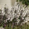 'Onyx And Pearls' Beardtongue -Great Garden Plants 548Penstemon OnyxandPearls 1