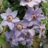 Still Waters™ Clematis -Great Garden Plants 548 2082 popup