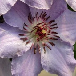 Still Waters™ Clematis 9 Still Waters™ Clematis -Great Garden Plants 548 2083 popup