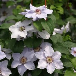 Still Waters™ Clematis 10 Still Waters™ Clematis -Great Garden Plants 548 2084 popup