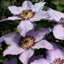 Still Waters™ Clematis 11 Still Waters™ Clematis -Great Garden Plants 548 2085 popup