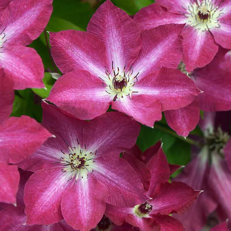 'Viva Polonia' Clematis 3 'Viva Polonia' Clematis