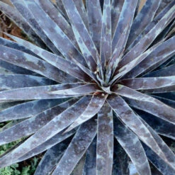 Mad About Mangave® 'Moonglow' Mangave 7 Mad About Mangave® 'Moonglow' Mangave -Great Garden Plants 554Mangave Moonglow 2