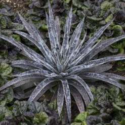 Mad About Mangave® 'Moonglow' Mangave 8 Mad About Mangave® 'Moonglow' Mangave -Great Garden Plants 554Mangave Moonglow 3