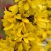 Show Off Starlet® Forsythia -Great Garden Plants 558 2134 popup