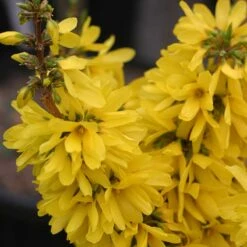 Show Off Starlet® Forsythia -Great Garden Plants 558 2135 popup