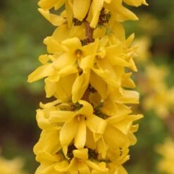 Show Off Starlet® Forsythia -Great Garden Plants 558 2136 popup