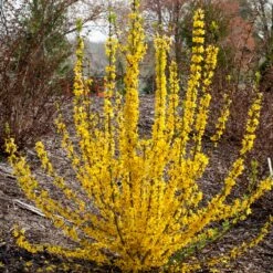 Show Off Starlet® Forsythia -Great Garden Plants 558 2138 popup