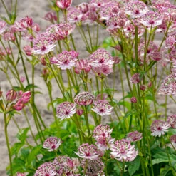 'Sparkling Stars Pink' Masterwort 13 'Sparkling Stars Pink' Masterwort -Great Garden Plants 561 Astrantia sparkling stars pink 5