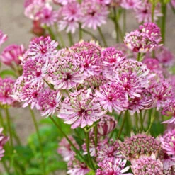 'Sparkling Stars Pink' Masterwort 10 'Sparkling Stars Pink' Masterwort -Great Garden Plants 561 Astrantia sparkling stars pink 7