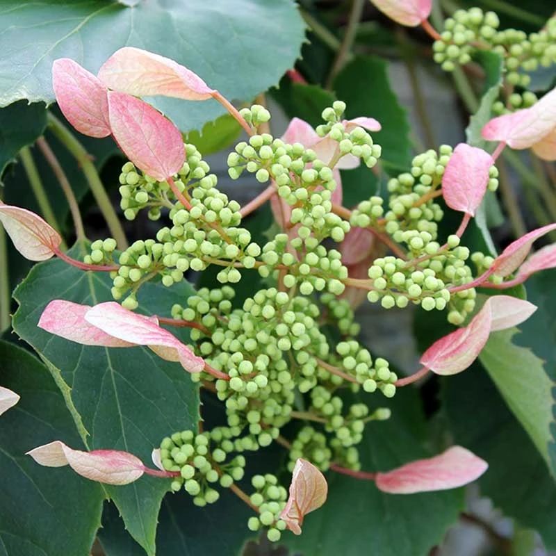 Rose Sensation™ False Hydrangea Vine 4 Rose Sensation™ False Hydrangea Vine - Image 2