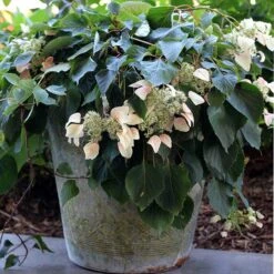 Rose Sensation™ False Hydrangea Vine 7 Rose Sensation™ False Hydrangea Vine -Great Garden Plants 566 2163 popup