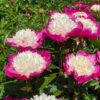 'White Cap' Peony -Great Garden Plants 582 Paeonia white cap 1