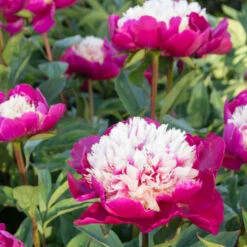 'White Cap' Peony 13 'White Cap' Peony -Great Garden Plants 582 Paeonia white cap 6
