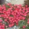 'Jewel Of Desert Ruby' Ice Plant -Great Garden Plants 582 2239 popup sw