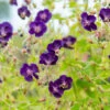 'Raven' Cranesbill -Great Garden Plants 586 Geranium raven 1