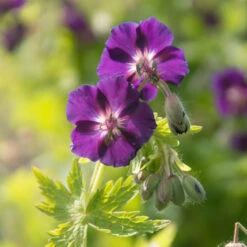 'Raven' Cranesbill -Great Garden Plants 586 Geranium raven 3