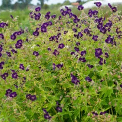 'Raven' Cranesbill -Great Garden Plants 586 Geranium raven 4