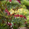 Valentine® Bleeding Heart 1 Valentine® Bleeding Heart -Great Garden Plants 594DicentraspectabilisVALENTINE 4