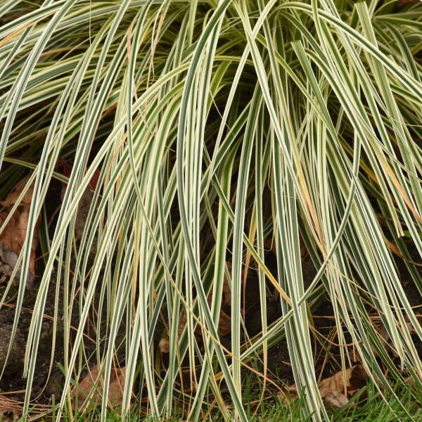 'Feather Falls' Sedge 5 'Feather Falls' Sedge - Image 3