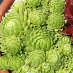Great Garden Plants 23 'Allionii' Hens & Chicks