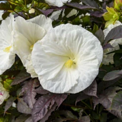 Summerific® 'Cookies And Cream' Perennial Hibiscus