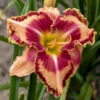 Rainbow Rhythm® 'Lake Of Fire' Daylily -Great Garden Plants 5c28f919c16092e28cb6666fdbdf3a24