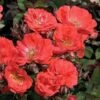 Coral Drift® Rose 1 Coral Drift® Rose -Great Garden Plants 602 2512 popup sw